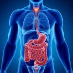 Microbiote intestinal et santé mentale : ce que la science révèle sur le lien entre notre ventre et notre cerveau