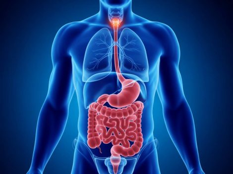 Microbiote intestinal et santé mentale : ce que la science révèle sur le lien entre notre ventre et notre cerveau