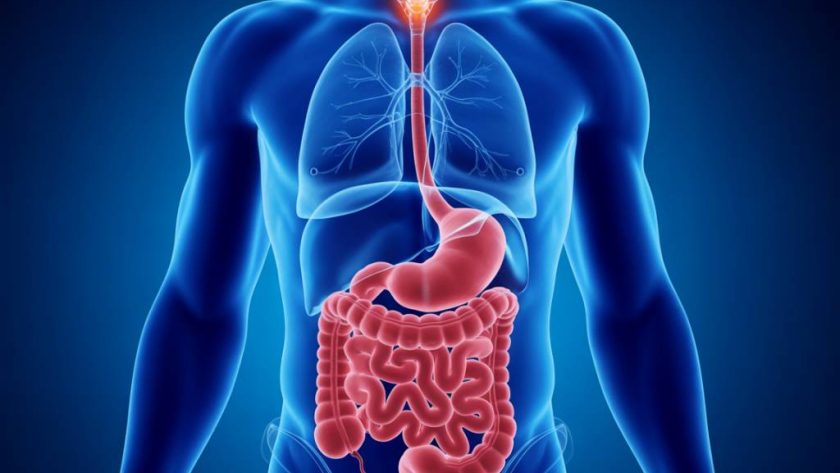 Microbiote intestinal et santé mentale : ce que la science révèle sur le lien entre notre ventre et notre cerveau