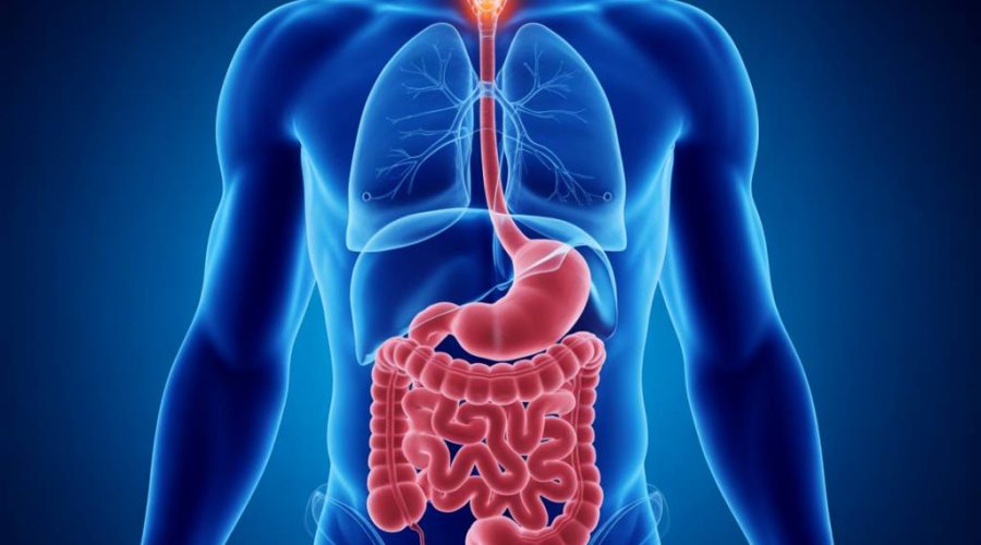 Microbiote intestinal et santé mentale : ce que la science révèle sur le lien entre notre ventre et notre cerveau