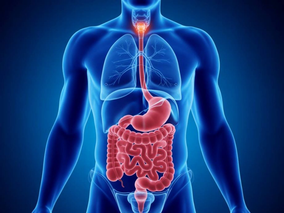 Microbiote intestinal et santé mentale : ce que la science révèle sur le lien entre notre ventre et notre cerveau